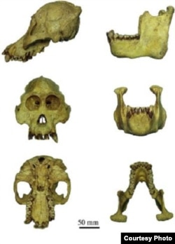 Among the physical differences of the Tapanuli orangutans are a notably smaller head and frizzier hair. (Current Biology)