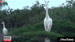 Une giraffe blanche (VOA/Urdu service)