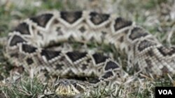 Se estima que el área de Everglades, en Florida, es ahora hogar de miles de pitones de Birmania.