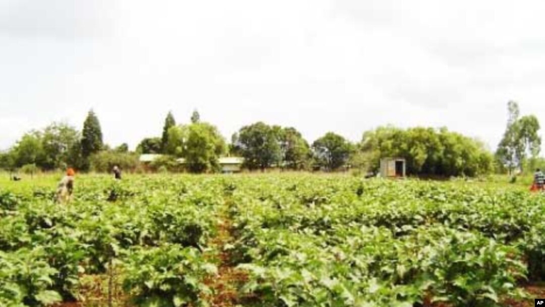 Kwanza Sul quer apurar níveis de produção agro-pecuária