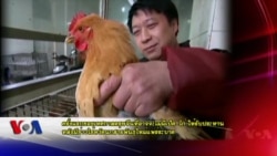 ตรุษจีนที่กวางตุ้งอาจจะไม่มีเป็ด-ไก่ให้รับประทานหลังไข้หวัดนกระบาด