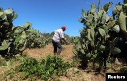 Tunisian farmer, Bassem Sahnoun, works on his prickly pear plantation in Nabeul, Tunisia July 4, 2024. (REUTERS/Jihed Abidellaoui)