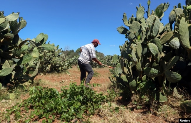 Tunisian farmer, Bassem Sahnoun, works on his prickly pear plantation in Nabeul, Tunisia July 4, 2024. (REUTERS/Jihed Abidellaoui)