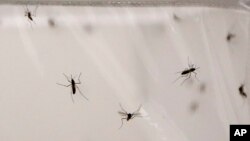 La malaria es una enfermedad que involucra fiebres altas, escalofríos, síntomas parecidos a la gripe y anemia. Los mosquitos son los principales transmisores de esta enfermedad.