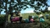 (FILE) Farm laborers weigh sacks of harvested coca leaves on a field in the Micay Canyon, southwestern Colombia, Tuesday, Aug. 13, 2024.