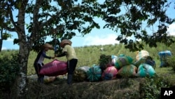 (FILE) Farm laborers weigh sacks of harvested coca leaves on a field in the Micay Canyon, southwestern Colombia, Tuesday, Aug. 13, 2024.