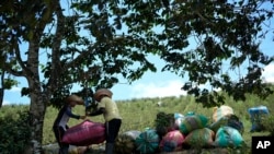 Trabajadores agrícolas pesan sacos de hojas de coca cosechadas en un campo en el Cañón de Micay, en el suroeste de Colombia, el martes 13 de agosto de 2024.