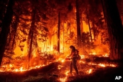 Vatrogasac pokušava da zaustavi širenje požara u parku u blizini Mil Krika u okrugu Tehama, u Kaliforniji, 7. avgusta 2024. (Foto: AP/Noah Berger)