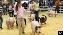 FILE - A participant shows her hog during an event at the World Pork Expo, June 10, 2010, at the Iowa State Fairgrounds in Des Moines, Iowa.