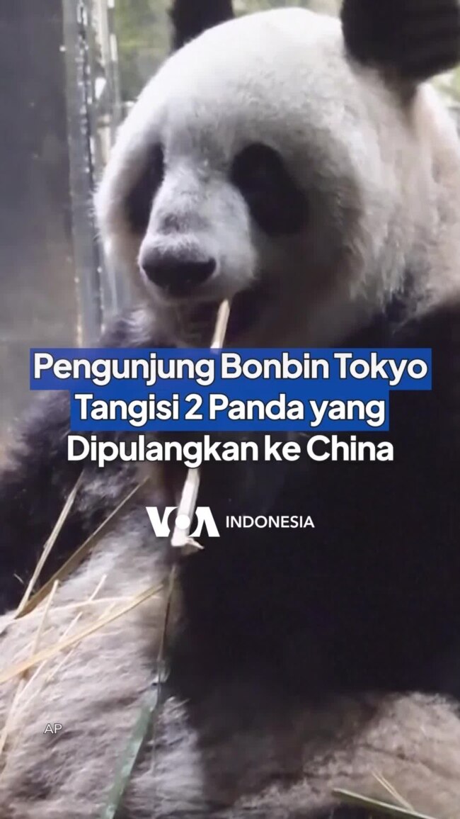 Pengunjung Kebun Binatang Tokyo Tangisi 2 Panda yang Dipulangkan ke China