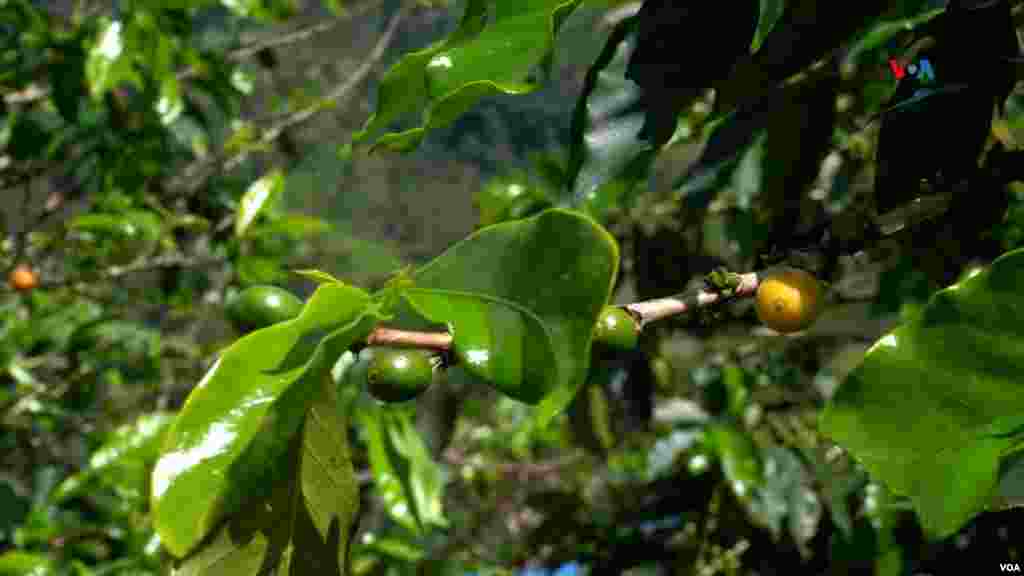 En Planadas, Tolima, los campesinos trabajan en el proceso de producir café de la más alta calidad a través de diferentes asociaciones que apuestan por el mejoramiento de su grano. FOTO: Javier Hernández, VOA.