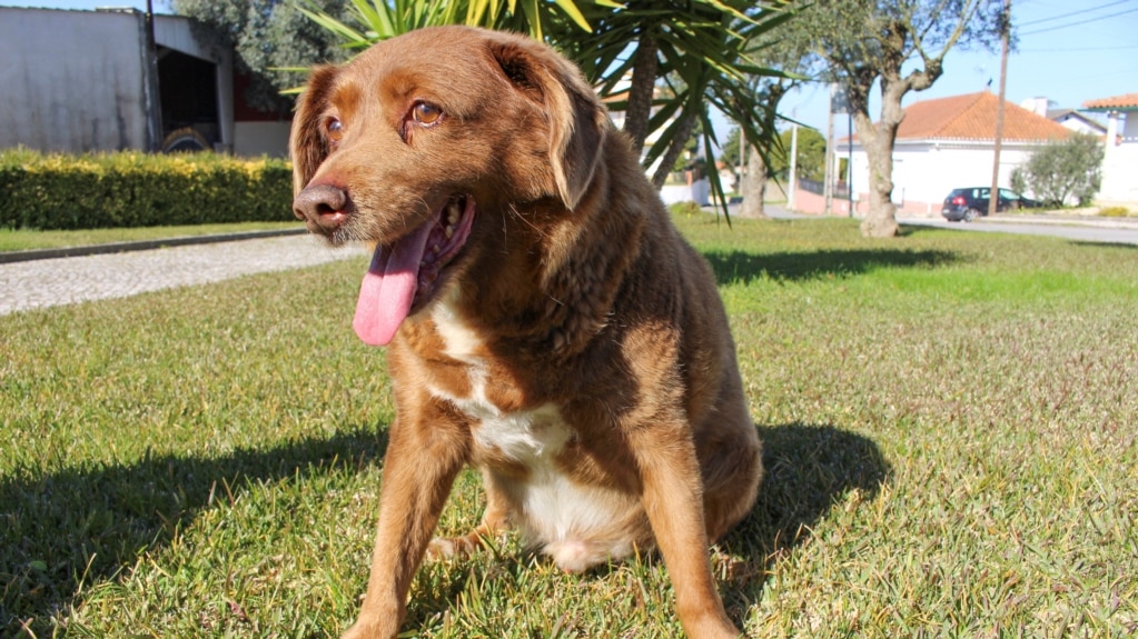 Guinness World Records Investigates ‘World's Oldest Dog’