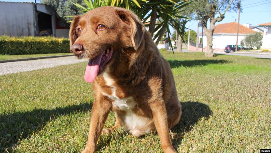 FILE - The dog, Bobi, that broke the record for oldest dog ever at 30 years-old, is pictured at Conqueiros, in Leiria, Portugal, Feb. 4, 2023. 
