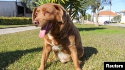 FILE - The dog, Bobi, that broke the record for oldest dog ever at 30 years-old, is pictured at Conqueiros, in Leiria, Portugal, Feb. 4, 2023. 