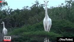 White Giraffe