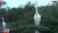 Une giraffe blanche (VOA/Urdu service)