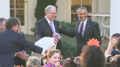Obama Pardons his Final Thanksgiving Turkey