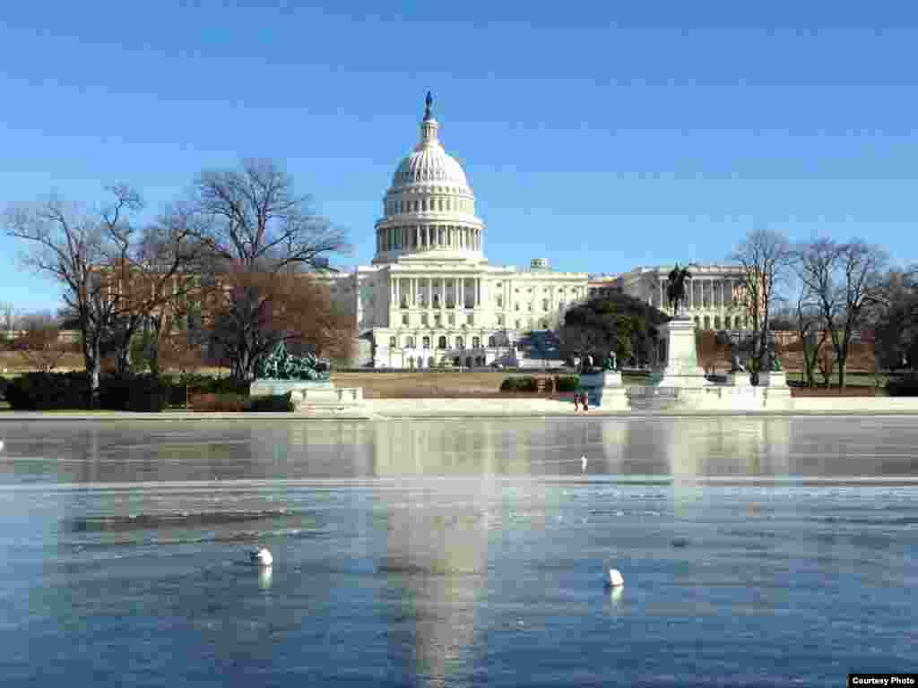 Burung-burung Camar berenang di kolam yang membeku di gedung Capitol di Washington, DC. saat temperatur anjlok di bawah -10 Celcius. 