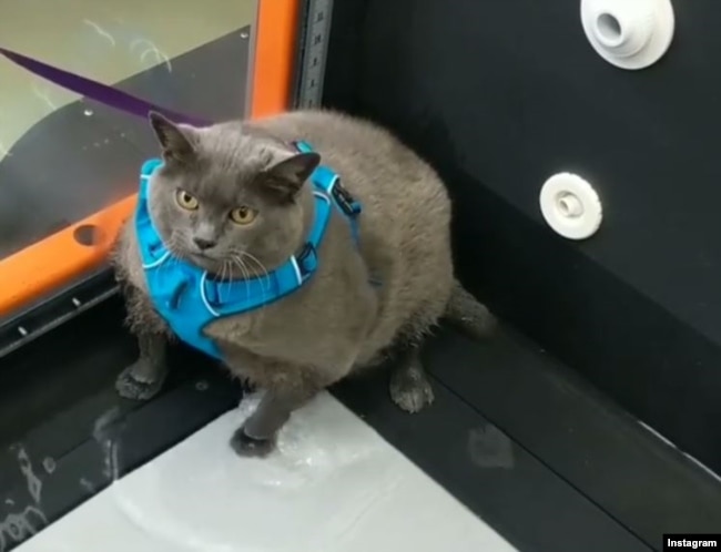 Cinderblock, the fat cat, loses weight by walking on a treadmill in water to protect her joints.
