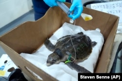 A Kemp's ridley sea turtle receives fluids from a syringe at a New England Aquarium marine animal rehabilitation facility in Quincy, Mass., Tuesday, Dec. 3, 2024. (AP Photo/Steven Senne)