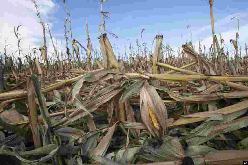 Corn plants weakened by the drought lie on the ground after being knocked over by rain in Bennington, Nebraska. The U.S. Drought Monitor said the rainfall came too late to help already damaged corn crops, September 2012.