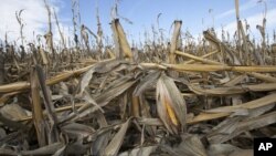 Kekeringan yang melanda beberapa negara bagian AS, merusak ladang jagung dan menggagalkan panen tahun lalu (foto: dok). Tahun 2012 merupakan tahun terhangat di Amerika. 