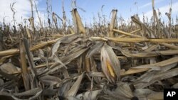 Trận hạn trong mùa hè 2012 khiến các vườn bắp Bennington, bang Nebraska bị hư hại