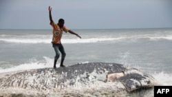 Un homme se tient sur une baleine morte le 5 septembre 2013 à Kokrobite, un village côtier juste à l'extérieur d'Accra.