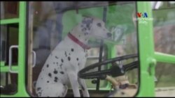 SHORT VIDEO: Լոնդոնի շներին վերջերս բախտ է վիճակվել ավտոբուսով շրջել քաղաքի տեսարժան վայրերով