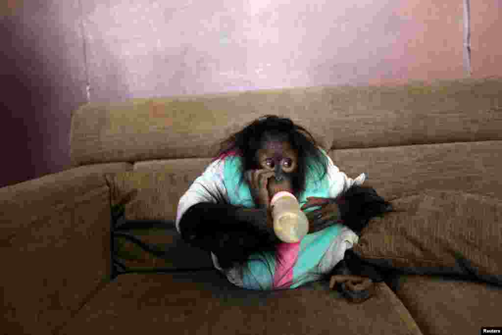 An orangutan drinks milk on a couch at a studio in Kunming, Yunnan province, China, Feb. 14, 2016.