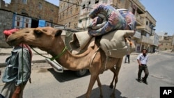 FILE - In this June 8, 2011 file photo, a Yemeni manas he leads his camel loaded with his belongings in Taiz, Yemen. Scientists say the mysterious MERS virus has been infecting camels in Saudi Arabia. 