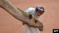 A Saudi boy poses for a photo with a camel at the annual King Abdulazziz Camel Festival in Rumah, some 150 kilometres east of Riyadh.