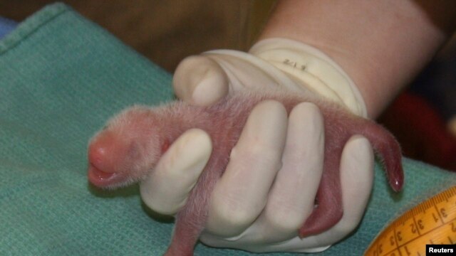 Un veterinario examina a uno de los gemelos panda nacidos en el Zoológico Nacional de Washington DC el sábado