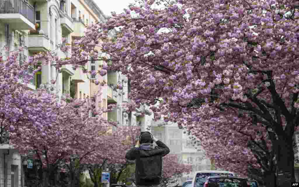 A man takes a picture of a street lined with cherry blossoms in central Berlin, Germany.