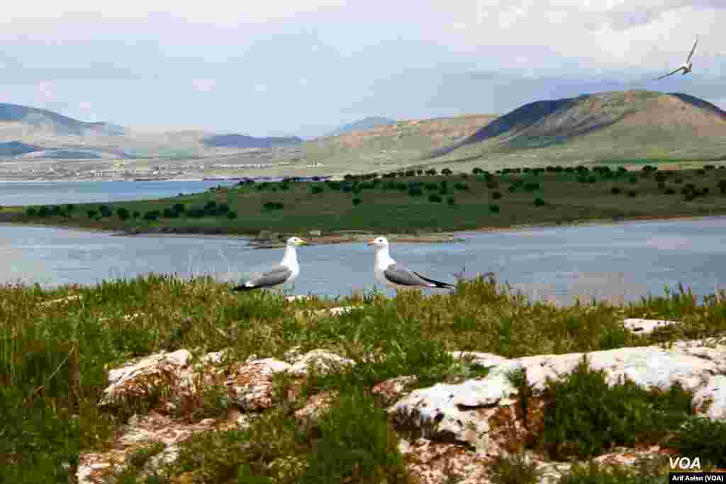 &#199;arpanak Island or Ktuts Island