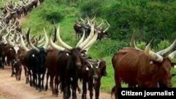 ADAMAWA: Fulani da suka kaura da shanunsu