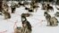 FILE - Siberian Huskies rest before their next trip as part of a dog team with tourists who are taking a part in an arctic safari at Arctic Circle near Rovaniemi, northern Finland.
