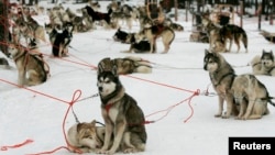 FILE - Siberian Huskies rest before their next trip as part of a dog team with tourists who are taking a part in an arctic safari at Arctic Circle near Rovaniemi, northern Finland.