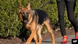 El perro del presidente Joe Biden y la primera dama Jill Biden, Commander, un pastor alemán de pura raza, camina antes de que el presidente y la primera dama lleguen al Marine One en la Casa Blanca en Washington, el 13 de marzo de 2022.