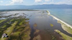 Tampak udara kawasan pengembalaan ternak kerbau di desa Tokilo dan Tindoli yang terendam oleh luapan Danau Poso, pada 9 November 2020. (Foto: VOA/Yoanes Litha)