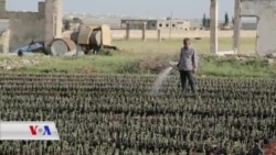 Derbiderê Efrînî Şitilgehek Afirandiye ku Hêvîya Vegerê Malê Zindî Bihêle