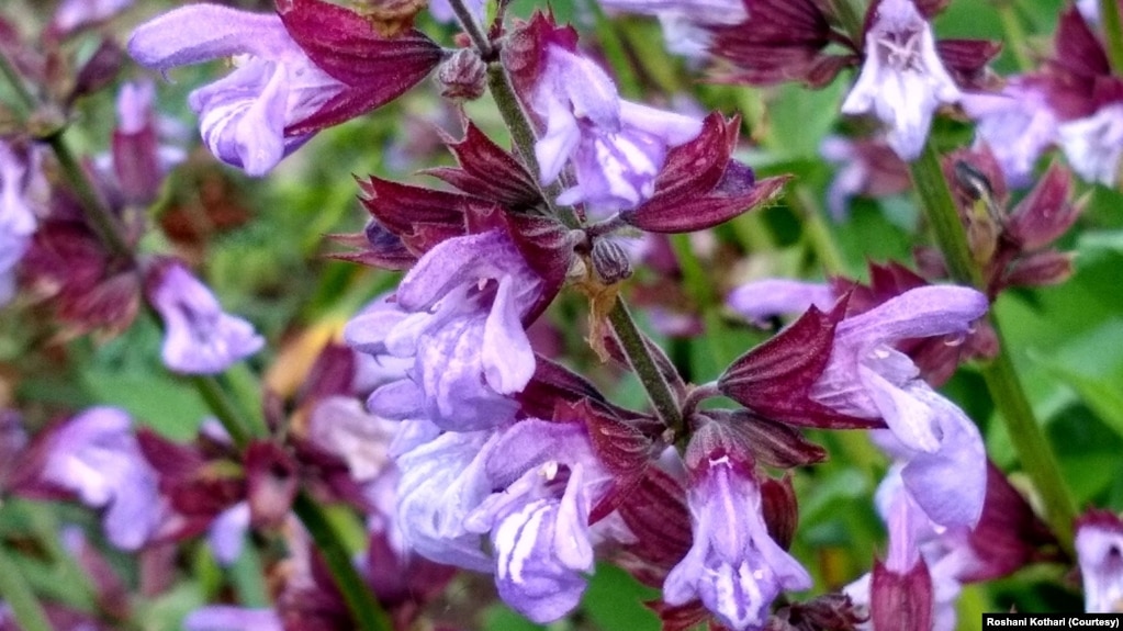 Sage flowers are just one of the many edible flowers photographer and gardener, Roshani Kothari, uses in her cooking. (Photo by Roshani Kothair)