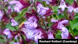 Sage flowers are just one of the many edible flowers photographer and gardener, Roshani Kothari, uses in her cooking. (Photo by Roshani Kothair)