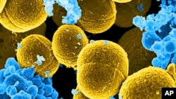 This digitally colorized microscope image provided by the National Institute of Allergy and Infectious Diseases (NIAID) shows Staphylococcus aureus bacteria in yellow. Bacteria are part of the collection of microorganisms that tell scientists where an object has been.