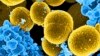 Rezistencija na antibiotike: antibiotik iz blata