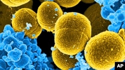This digitally colorized microscope image provided by the National Institute of Allergy and Infectious Diseases (NIAID) shows Staphylococcus aureus bacteria in yellow. 