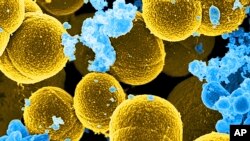 Esta imagen coloreada digitalmente, proporcionada por el Instituto Nacional de Alergias y Enfermedades Infecciosas (NIAID), muestra la bacteria Staphylococcus aureus en amarillo.