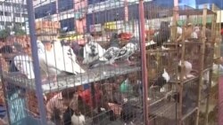 চট্টগ্রামে কবুতরের হাট