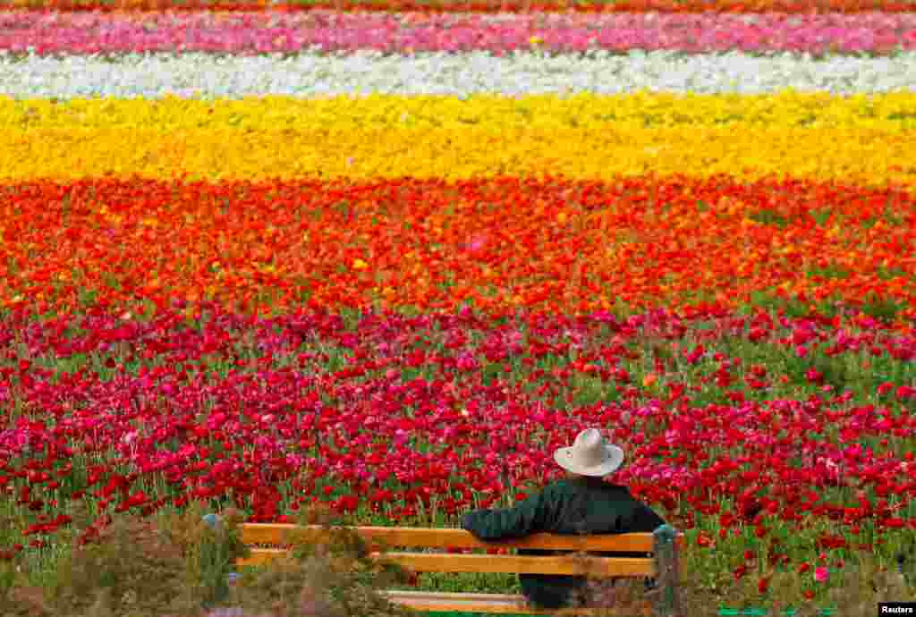 A visitor looks at the Flower Fields at Carlsbad Ranch as he enjoys nearly 50 acres of blooming giant Tecolote ranunculus flowers in Carlsbad, California, US.