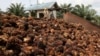 Pekerja mengatur buah kelapa sawit di perkebunan kelapa sawit di Slim River, Malaysia 12 Agustus 2021. (Foto: Reuters)